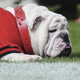 Illustration for article titled Uga VII Is Dead. Long Live Uga VIII